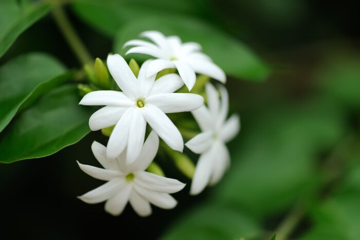 Jasmine Essential Oil - image 2